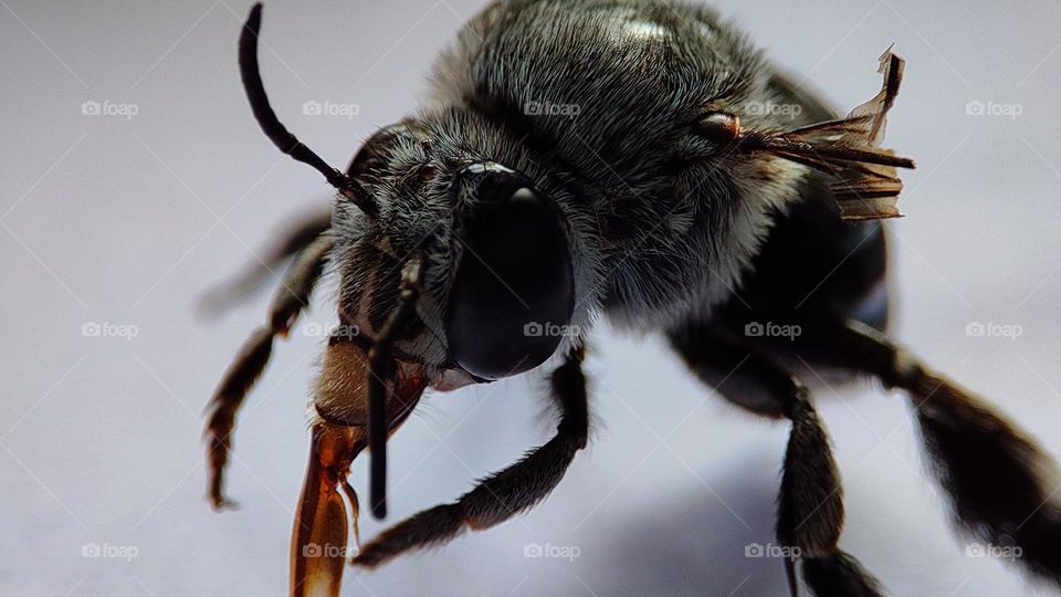 Saddest Bee who realised that he can't fly anymore ! bee who lost one of his wings, disabled insects