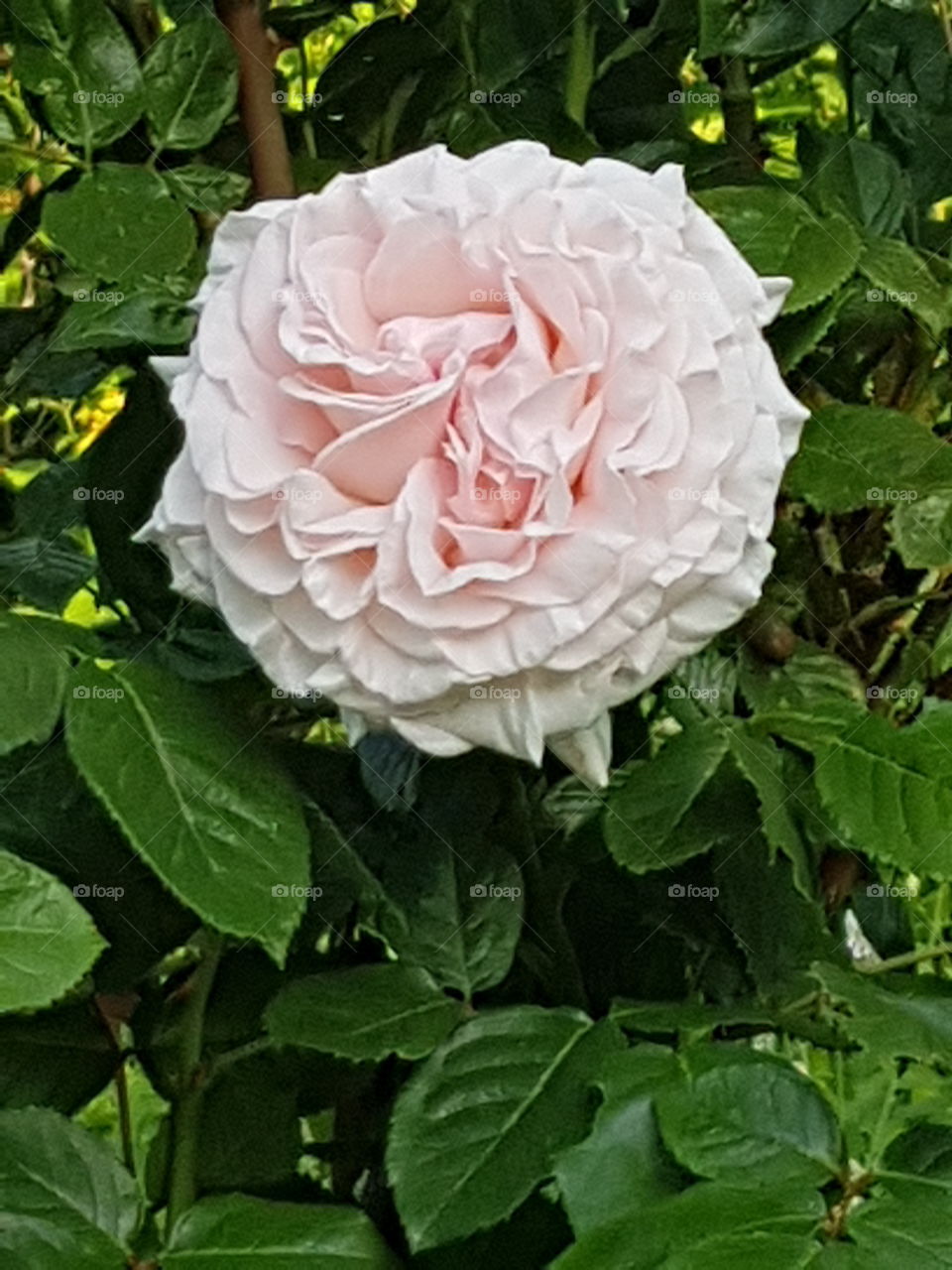 pink rose