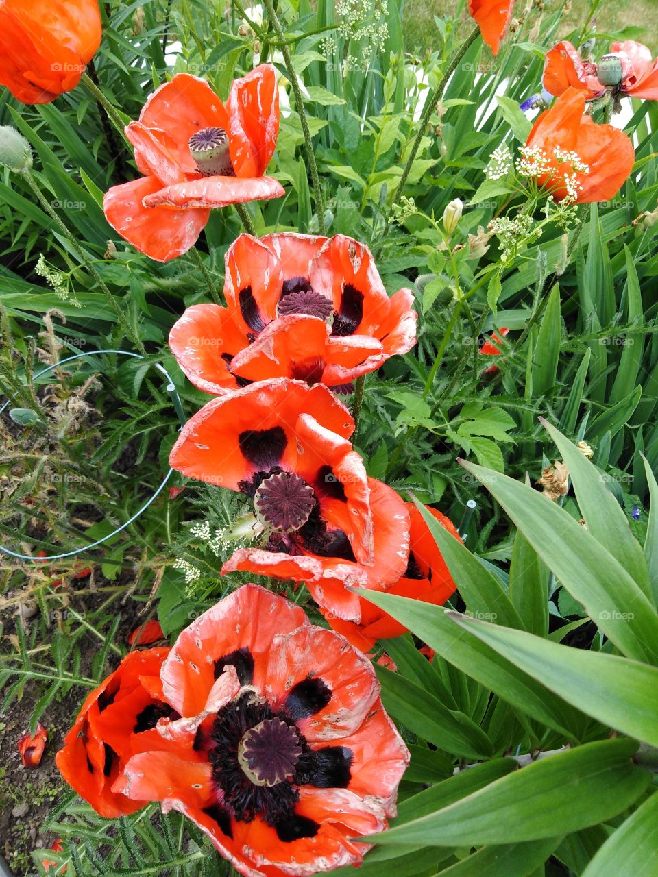 Красные маки