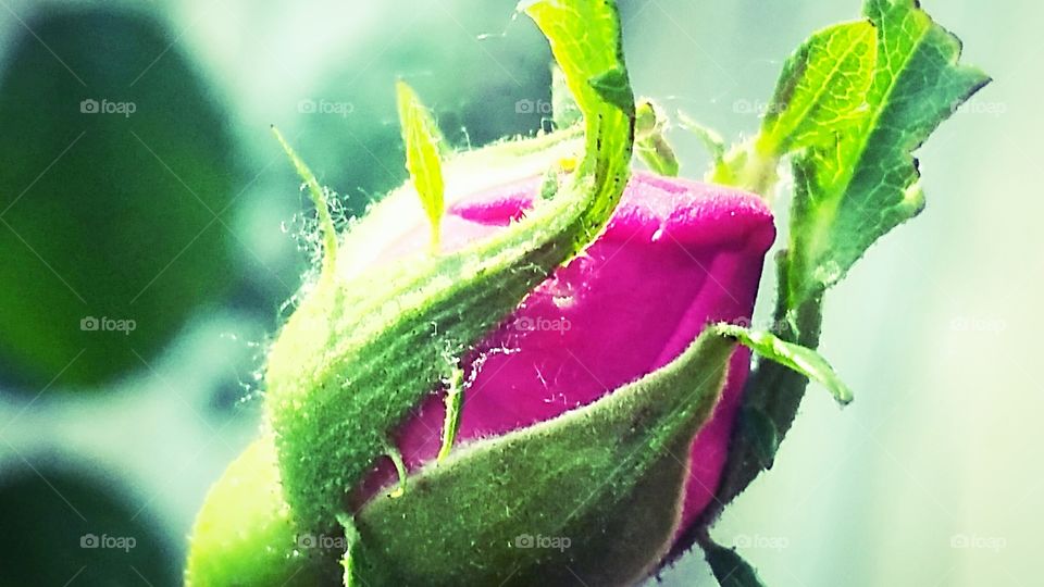Closeup of pink flower bud