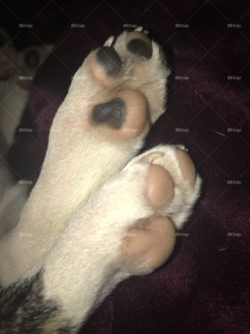 Spotted puppy paws. Pink and black two tone paws close up to appreciate dogs from a different angle!