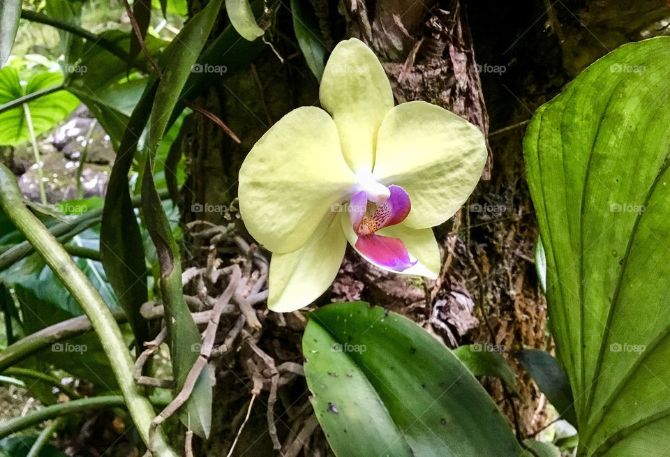 Orchids at Hawaii Tropical Botanical Garden