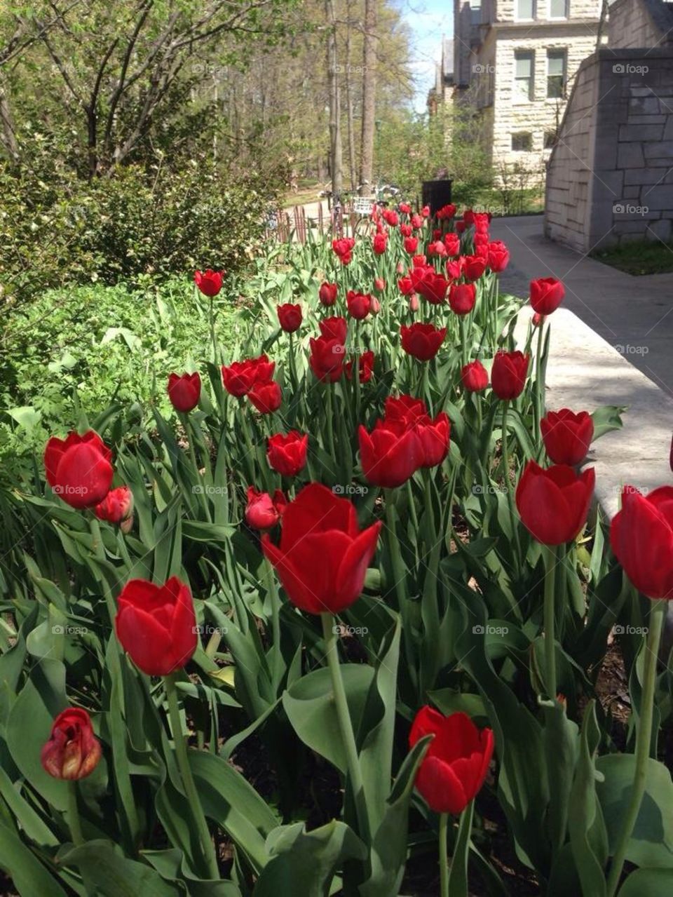 Tulips on Campus
