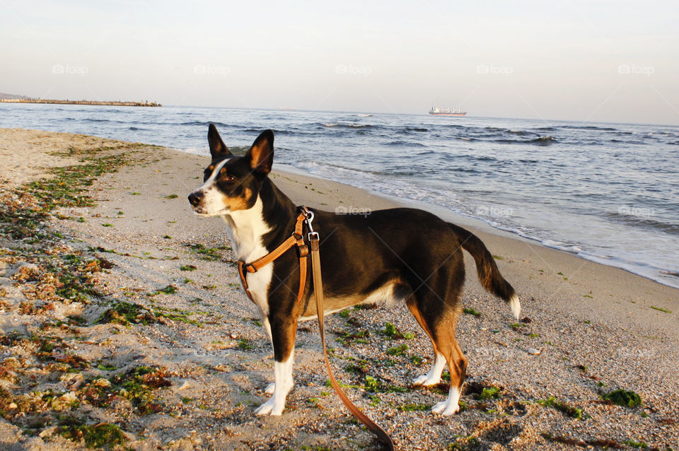 A dog on the beach