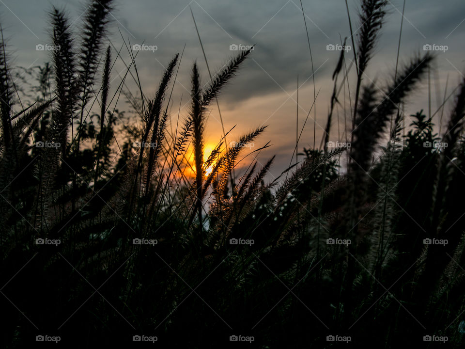 Reed catkins at sunrise