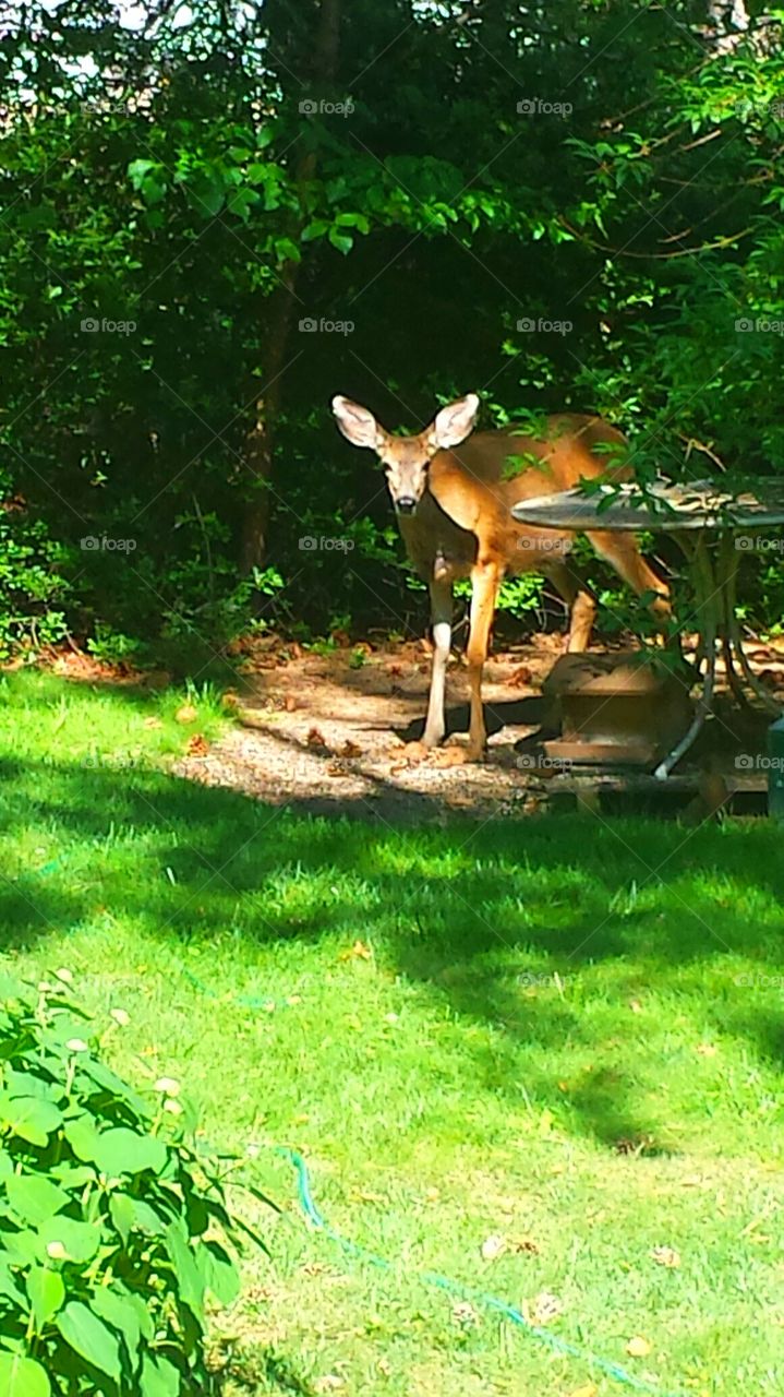 "Sweet Deer". Local deer visits daily to eat in Boise Idaho. 