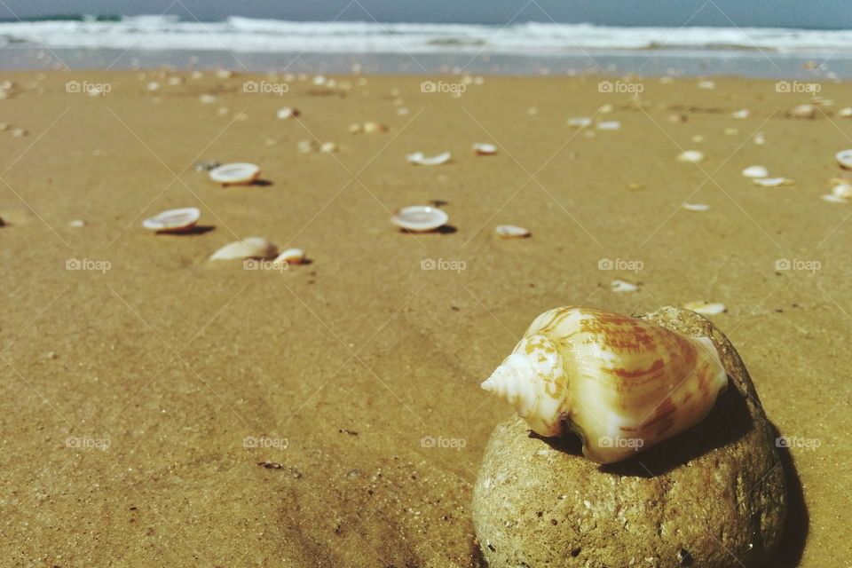 Seashells