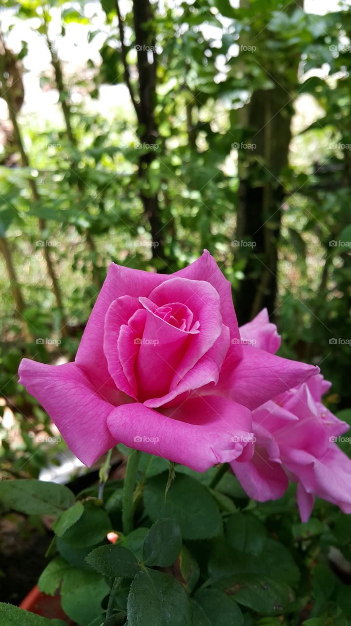 pink rose