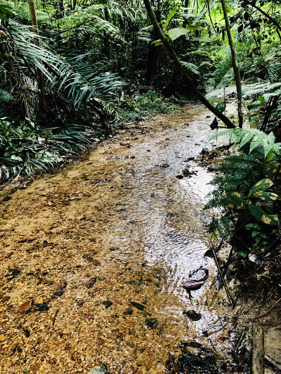 Clear water in jungle 