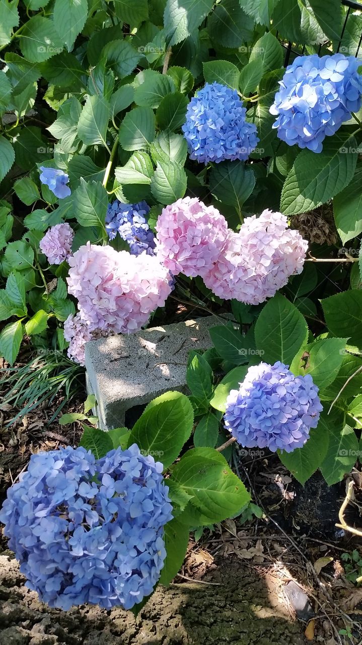 Hydrangea