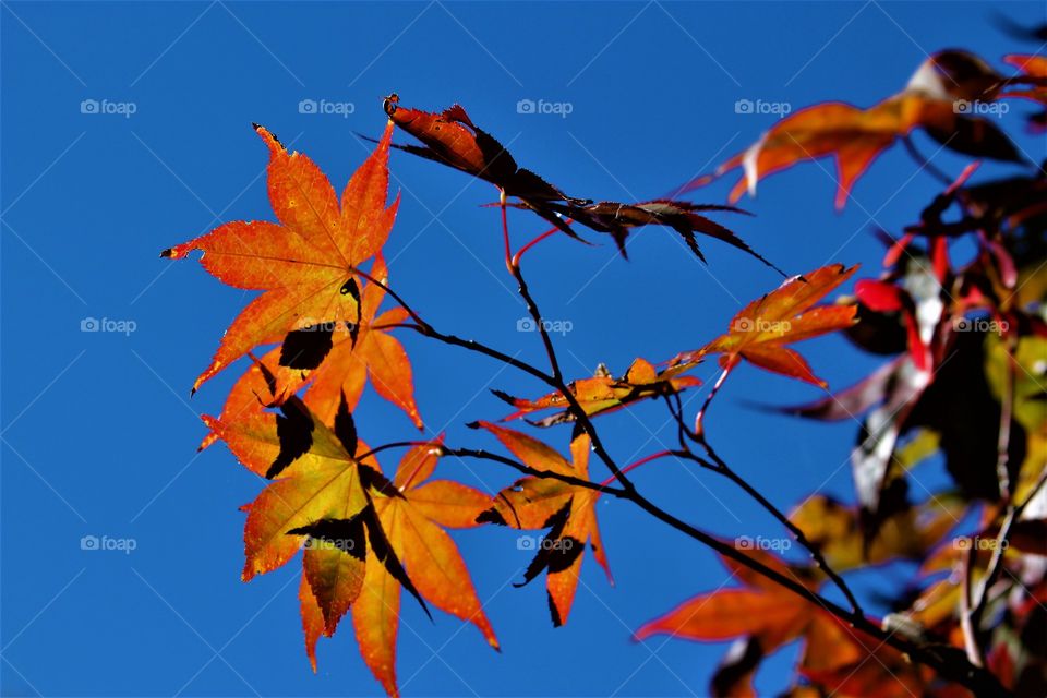 bold colors.  blue sky and fall leaves