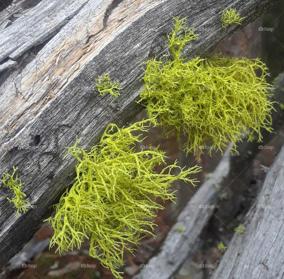 Bright Green Lichen