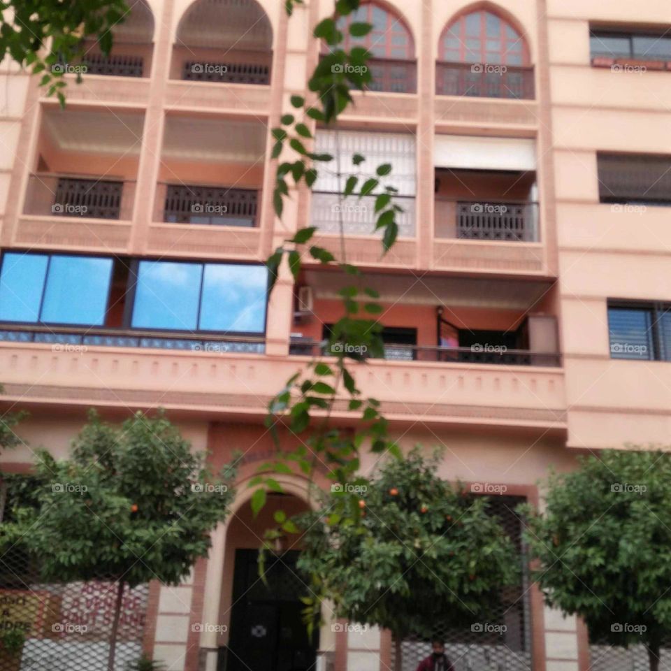 Beautiful plants at urban city in Morocco.