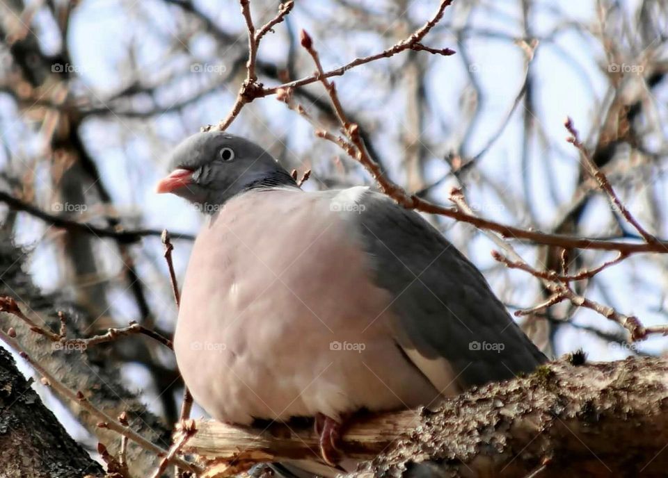 Dove in a tree