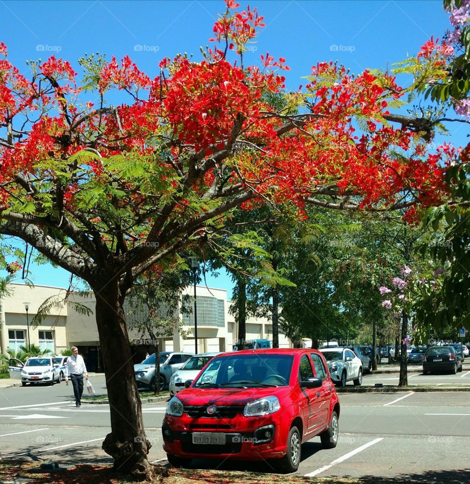 The red car and the red tree