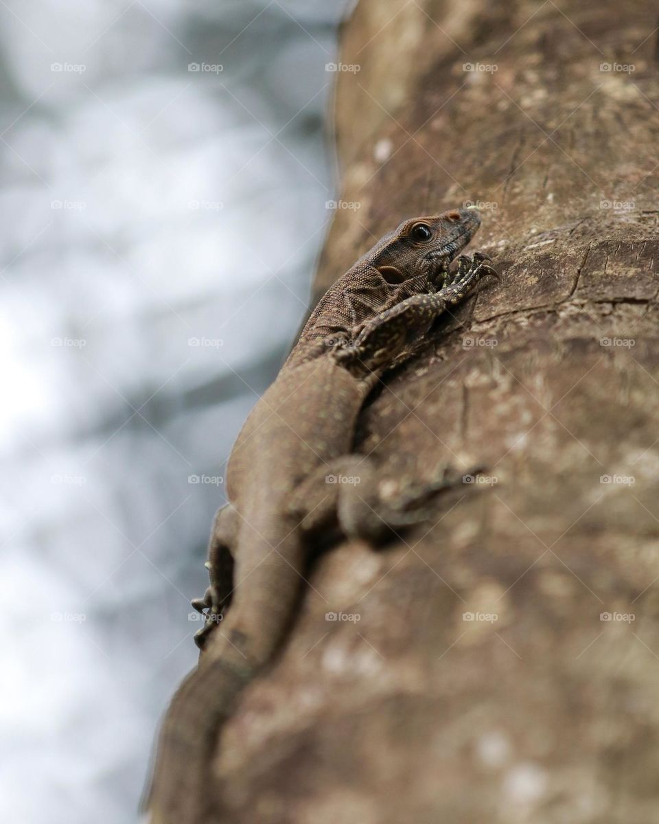 Monitor lizard, monitoring the prey, from the tree.