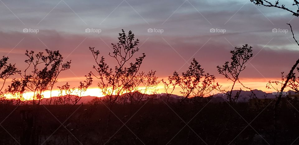 dusk amongst creosote