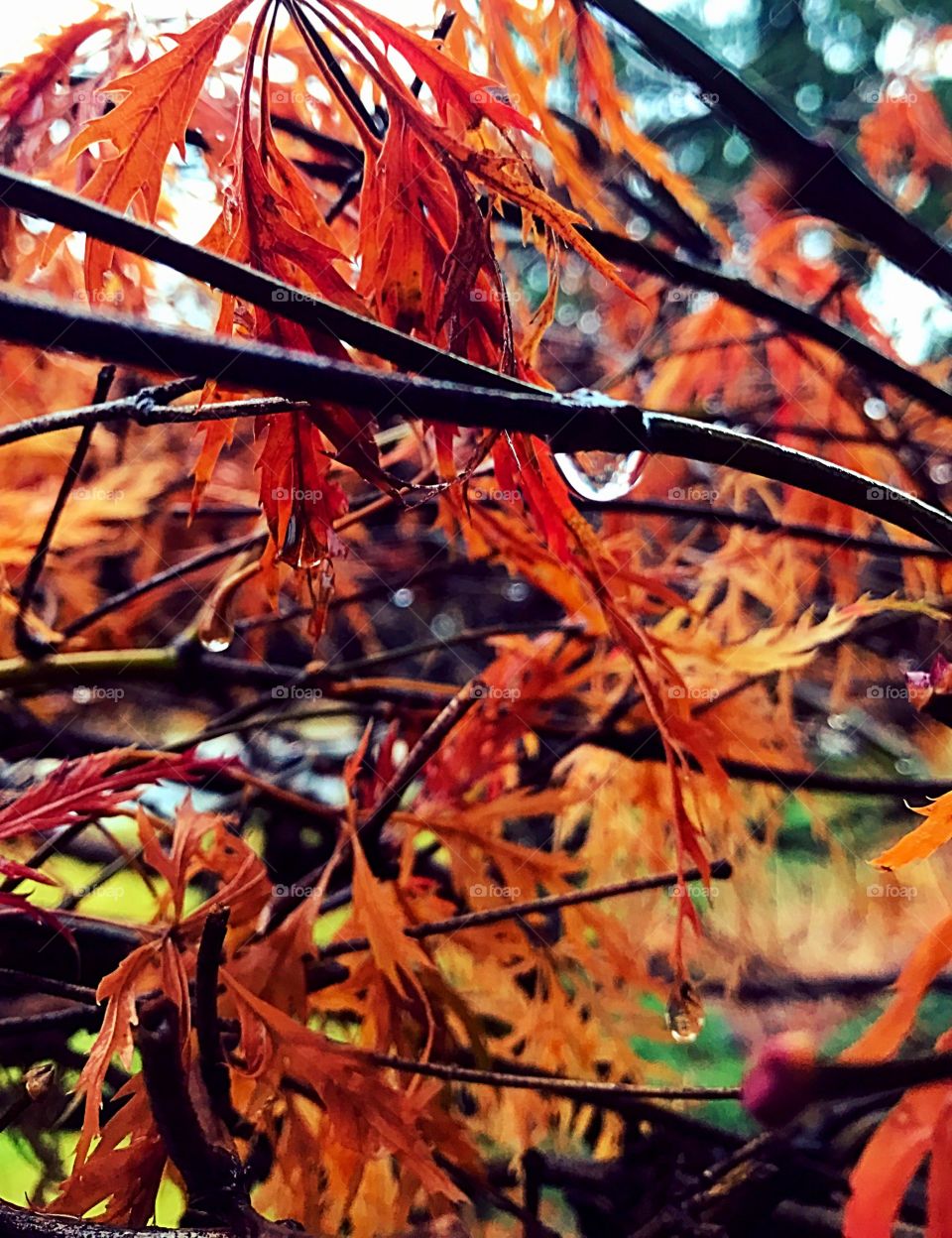 Rainy day in Autumn