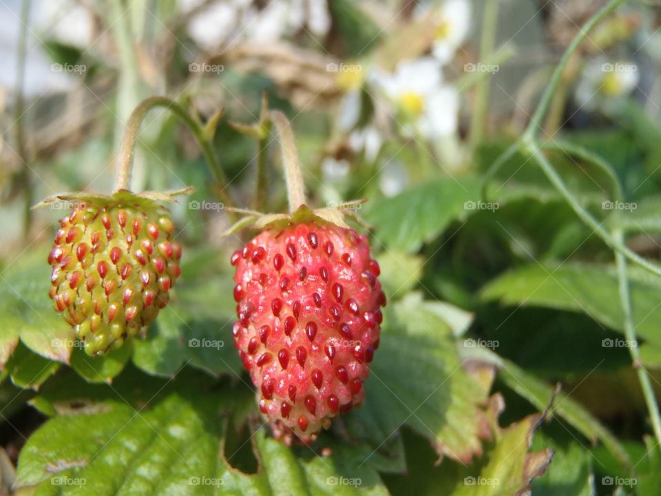 Autumn berries (late Oct.)