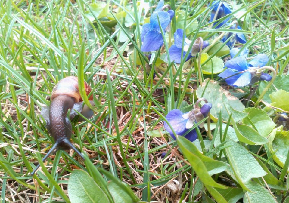 Nature, Leaf, Garden, Flora, Grass