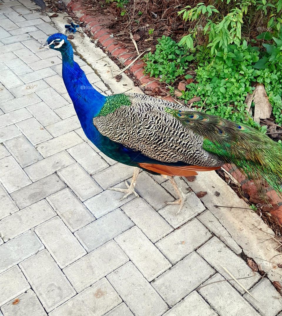 La belleza y elegancia del pavo real es indiscutible. Sólo le faltó desplegar su fascinante cola multicolor.