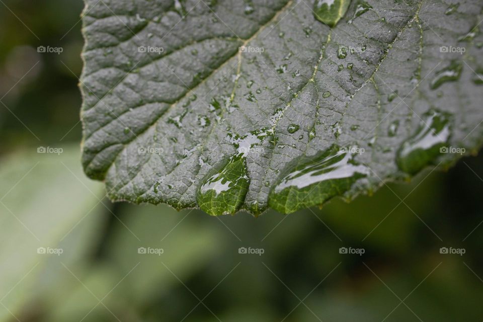 Leaf with Rain Droplets