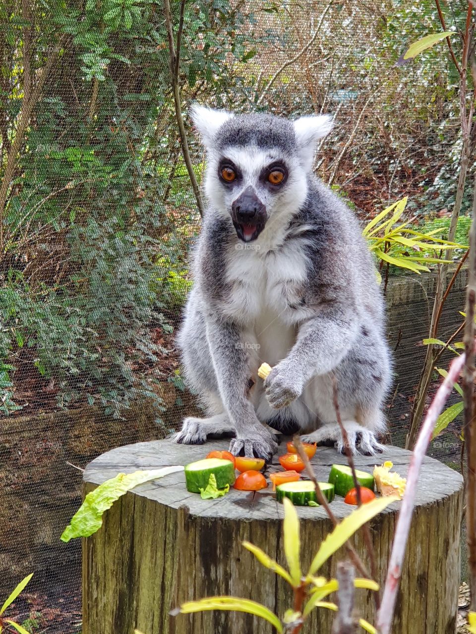 lemur having a much