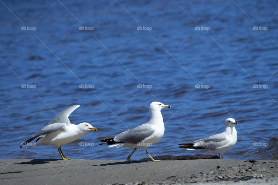 Three white seagulls walking on the beach with blue water in the background. 
