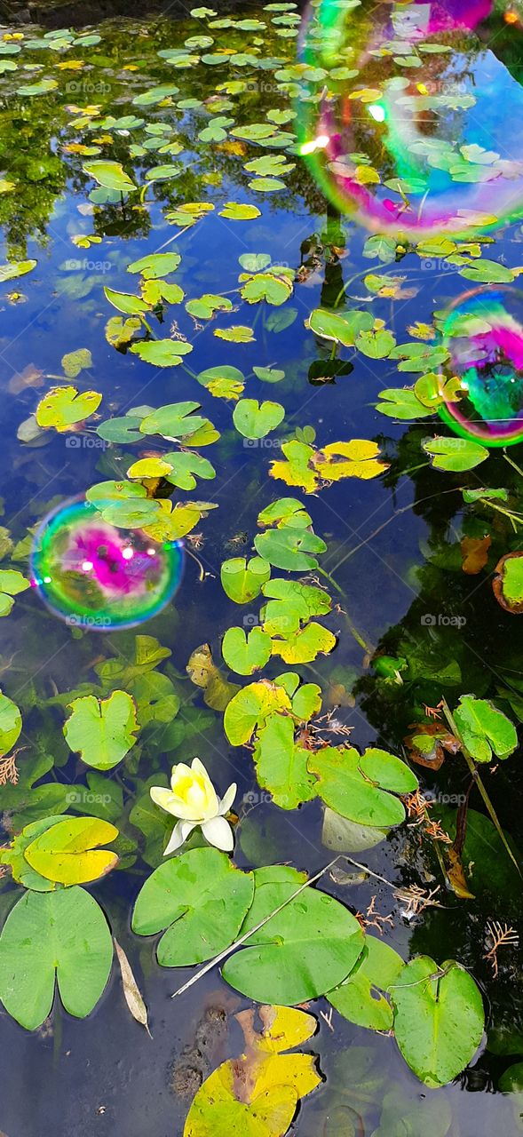 Lily pad