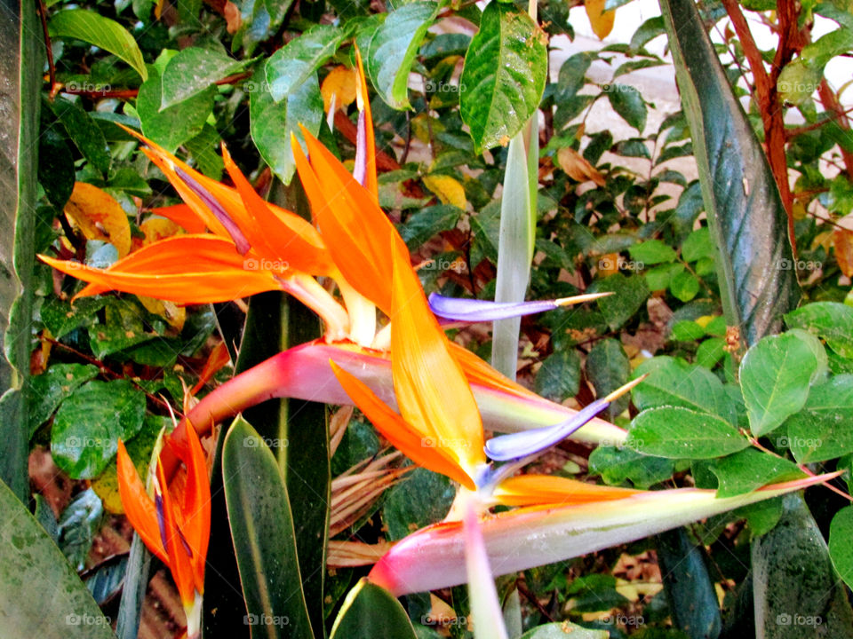 two unique flowers. in downtown Sacramento taking pictures