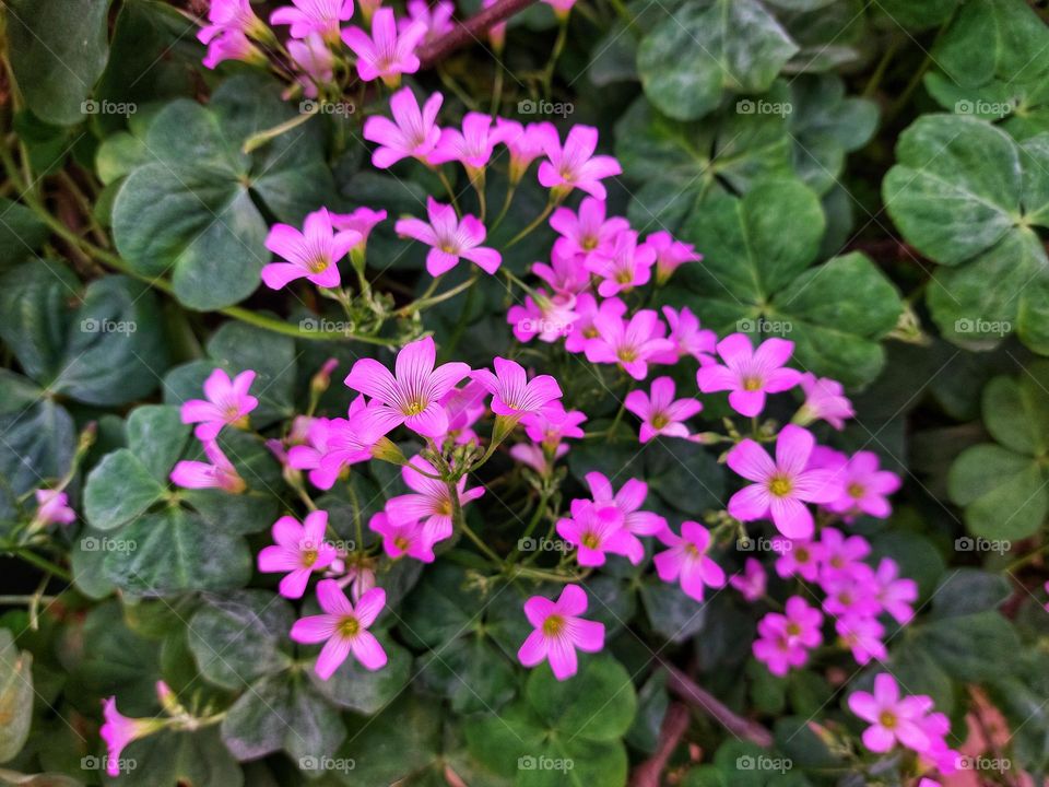 Pink Oxalis flowers in the Spring