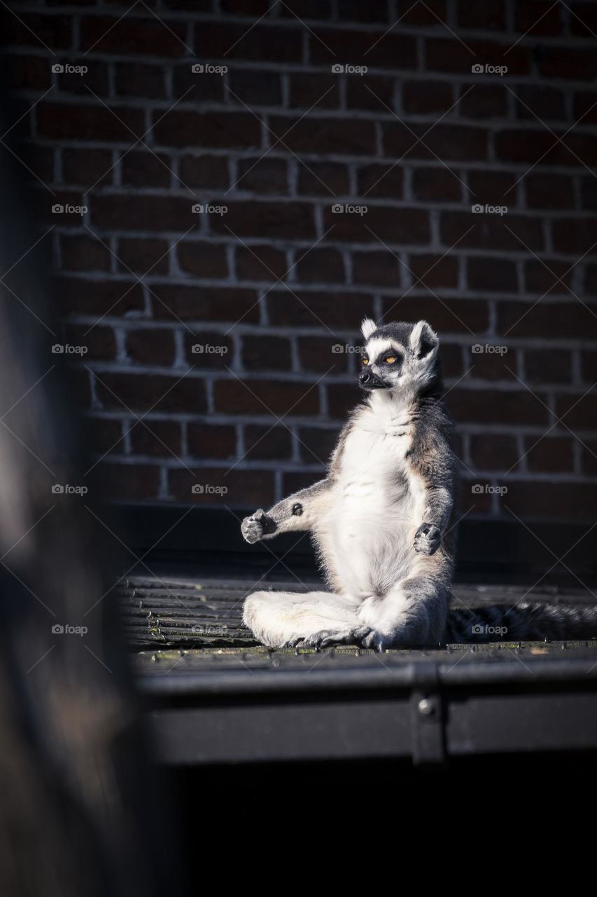 A portrait of a ringtailed lemur sitting on a roof in the sunlight. its like the animal is practicing yoga.