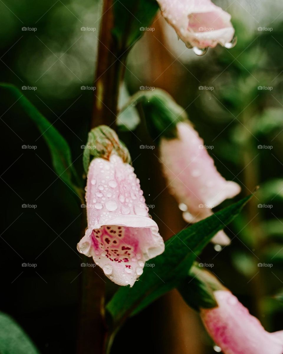 Foxgloves and raindrops