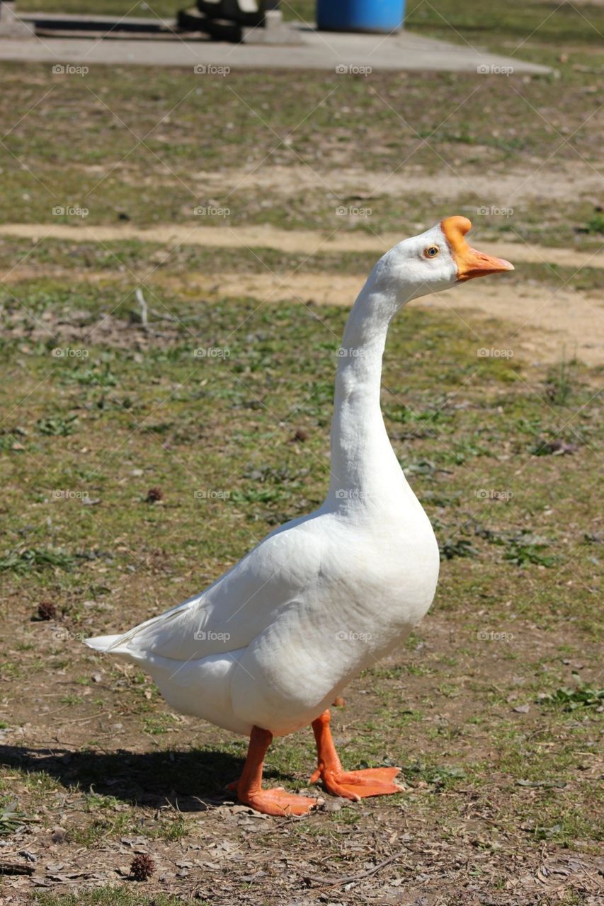 What’s a goose to a gander?