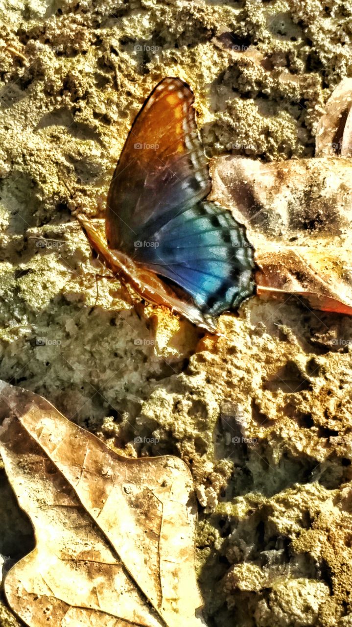 blue butterfly in the sun