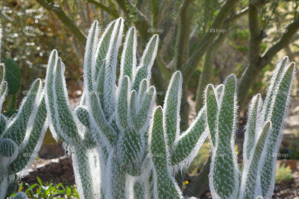 Cactus, Flora, Nature, Succulent, Sharp