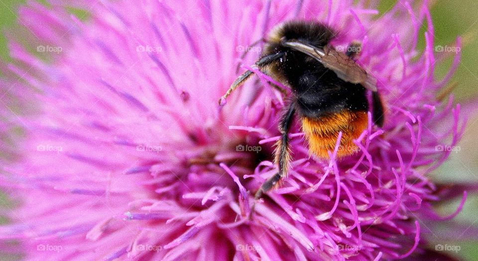 Bee on flower