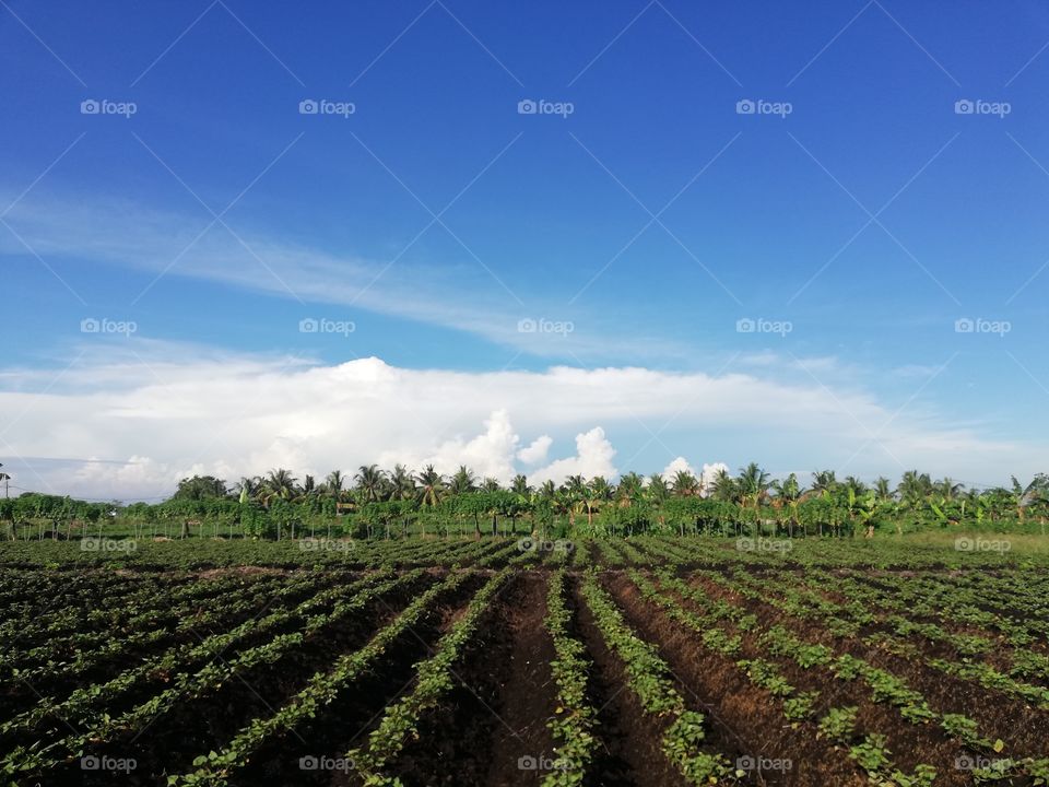 New setup of sweet potatoes farm