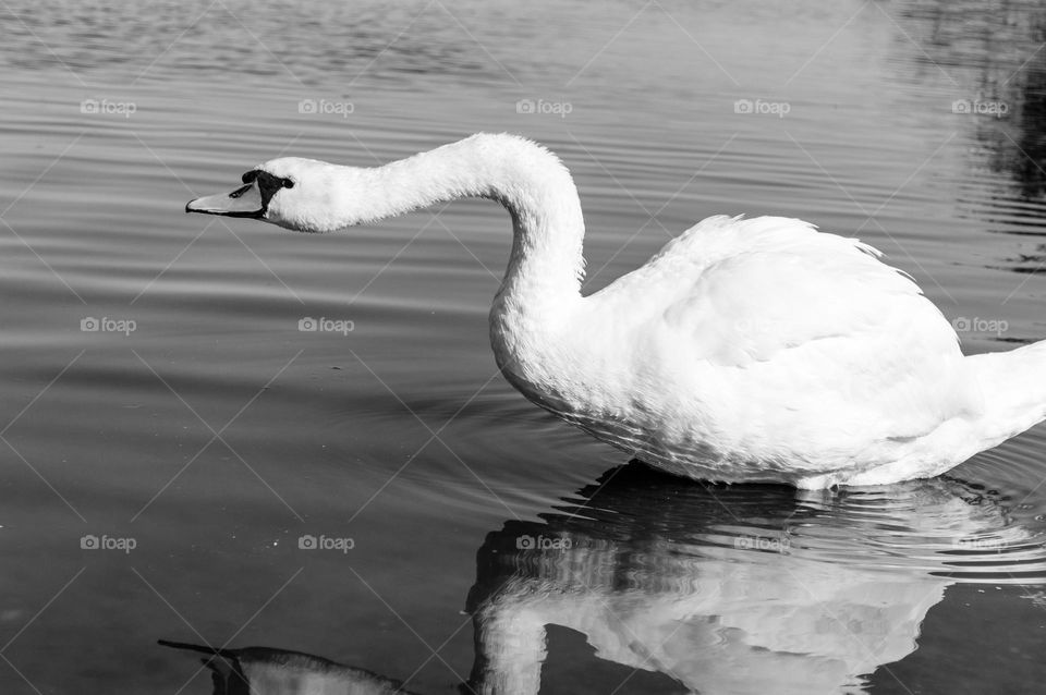 Swan