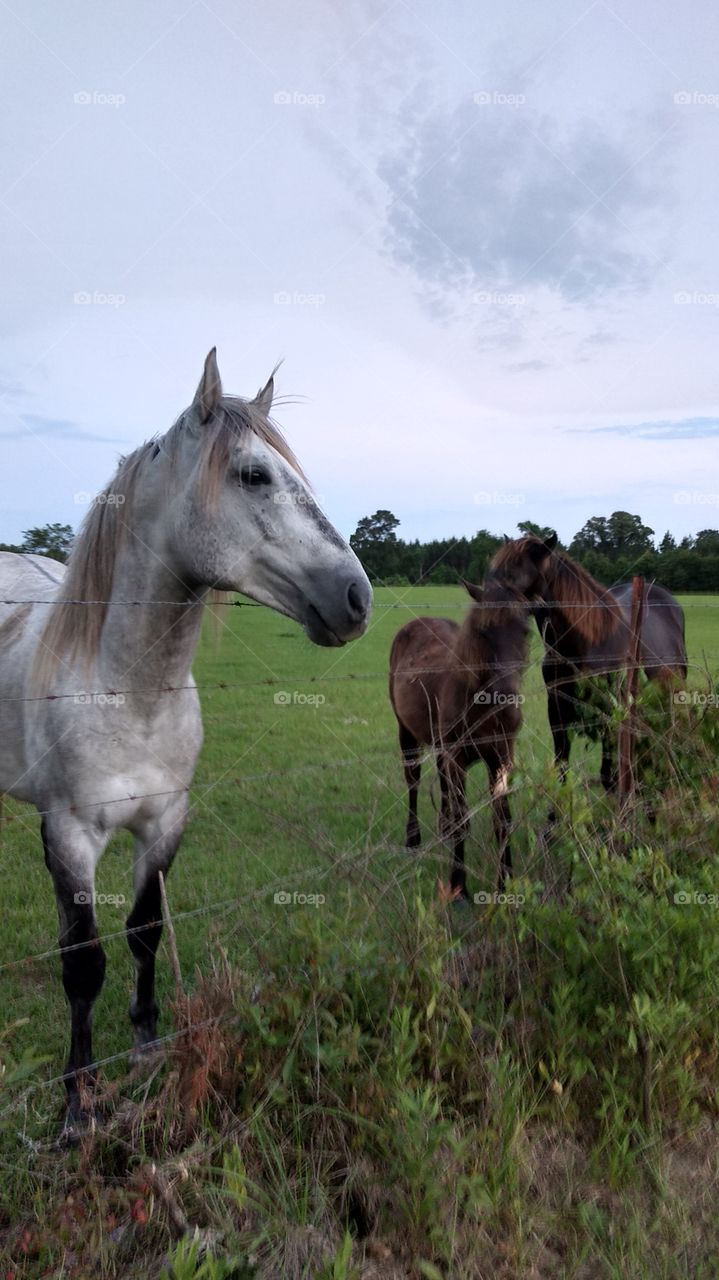 grey Stallion with colt n mare