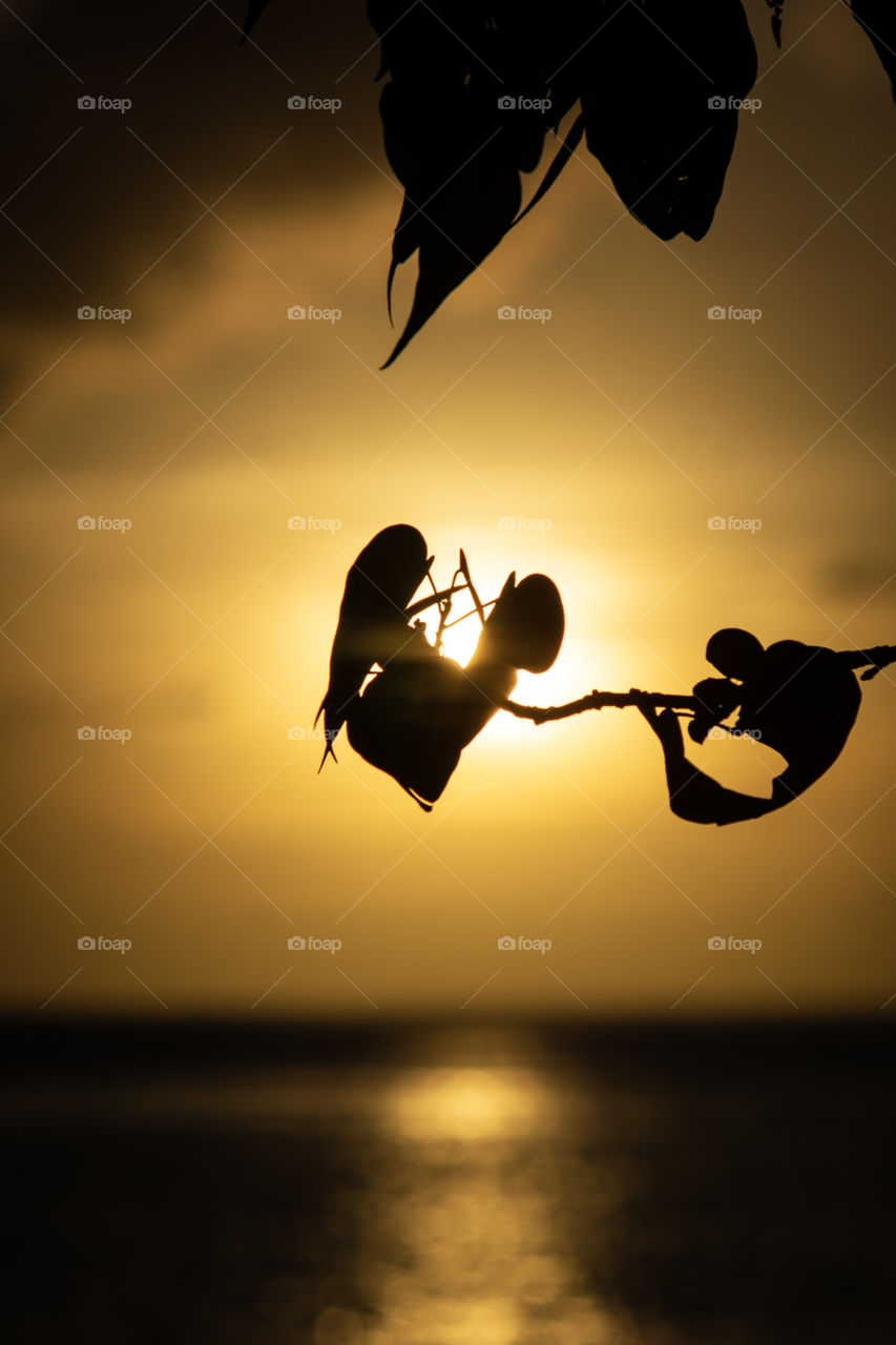 Leaves and sunset on Tumon Bay, Guam