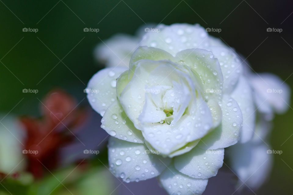 Flower with raindrops 