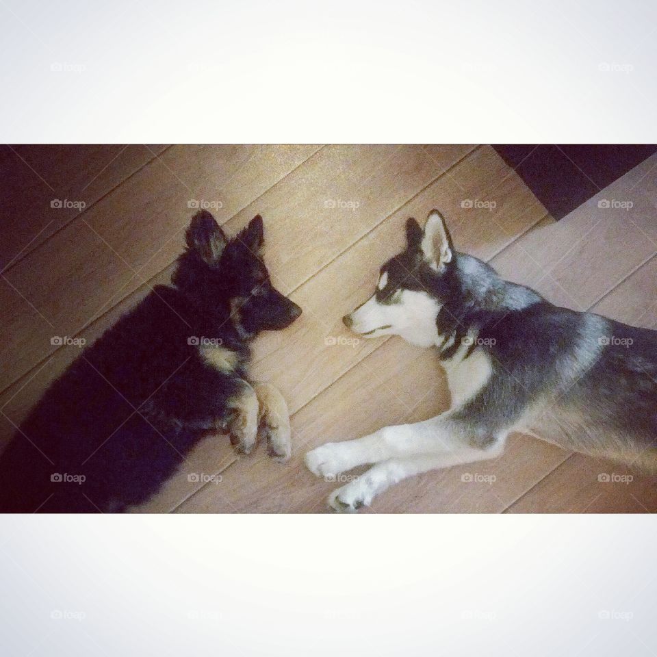 husky puppy and german shepherd lying down on floor facing each other feeling lazy and relaxed