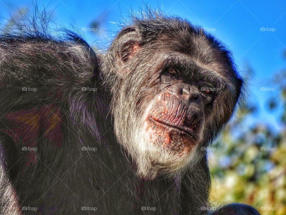 Gaze Of An Ape. Thoughtful Chimpanzee