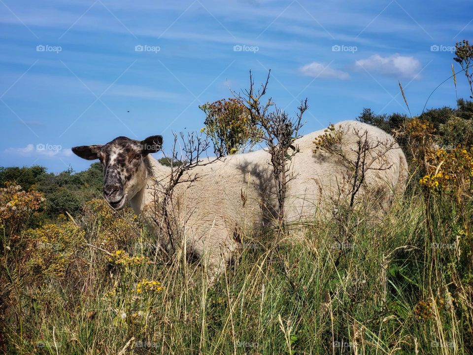 Goat graze in the dunes of Burgh Haamstede in the Netherlands and take a moment to look in the camera.What a model