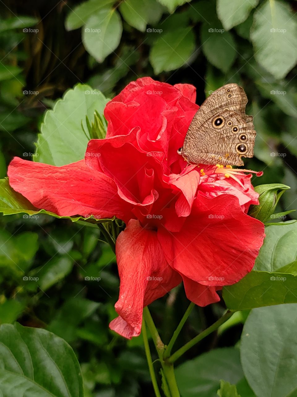 red gumamela and brown butterfly