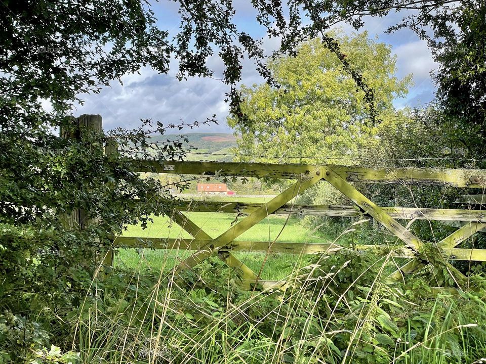 Todays dog walk … pretty disused railway line 