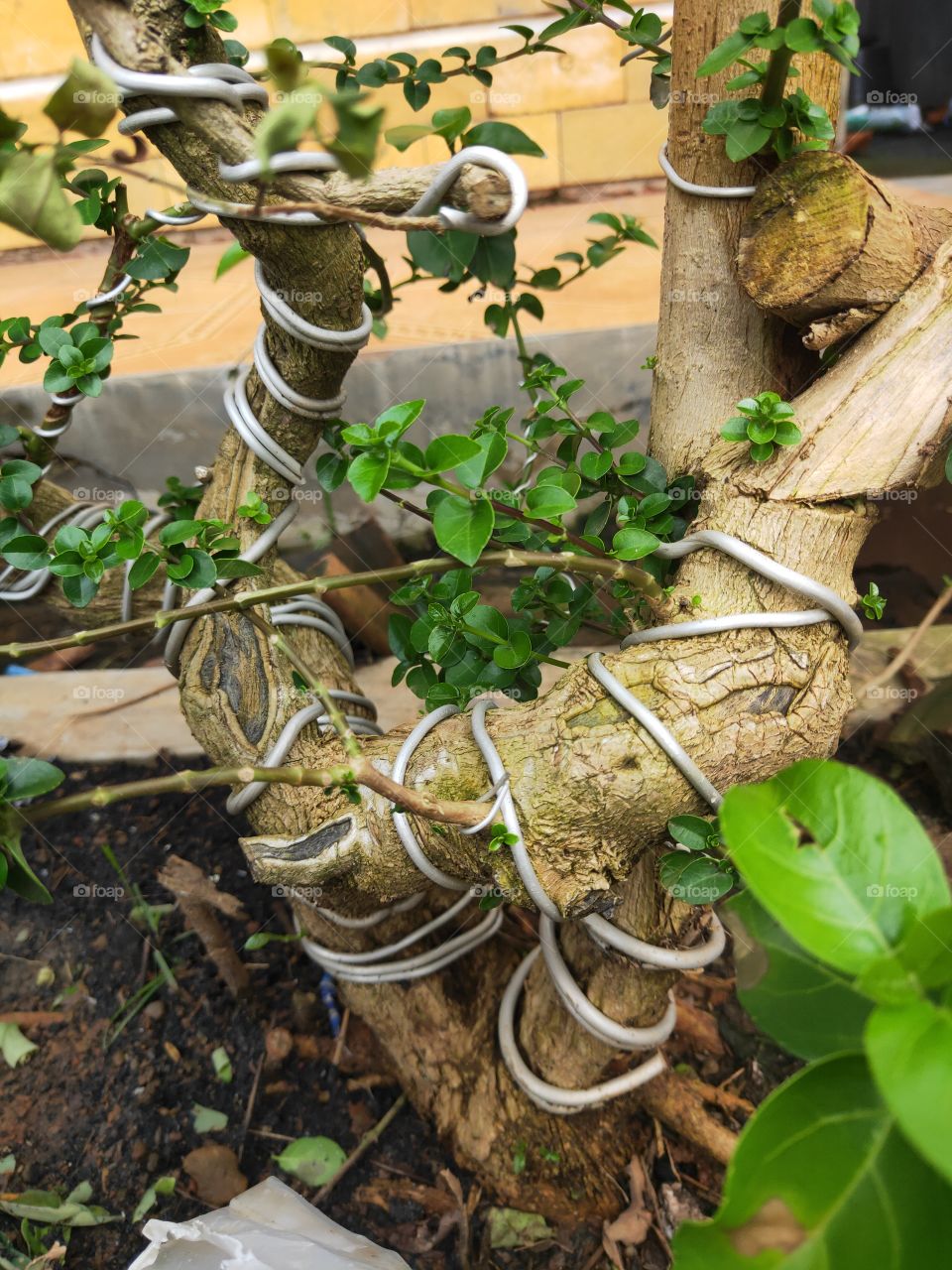 Sancang bonsai that is 2 years old. with the wire still attached to make art