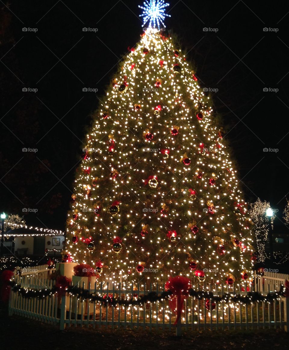 Christmas Tree Display