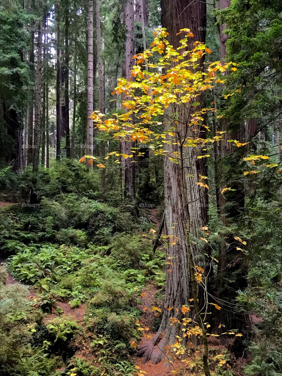 A Touch of Autumn in the Redwoods 